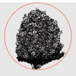Load image into Gallery viewer, Palmetto Body Lotion